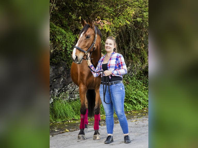 Warmblood checo Caballo castrado 19 años 173 cm Castaño in Vaduz