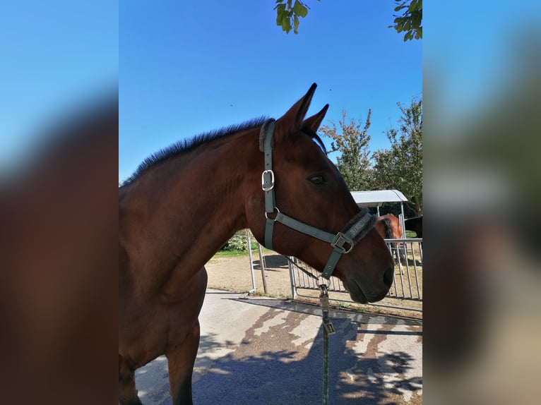 Warmblood checo Caballo castrado 21 años 172 cm Castaño in Unterweißenbach