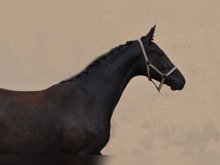 Warmblood checo Caballo castrado 2 años Negro in Czech Republic