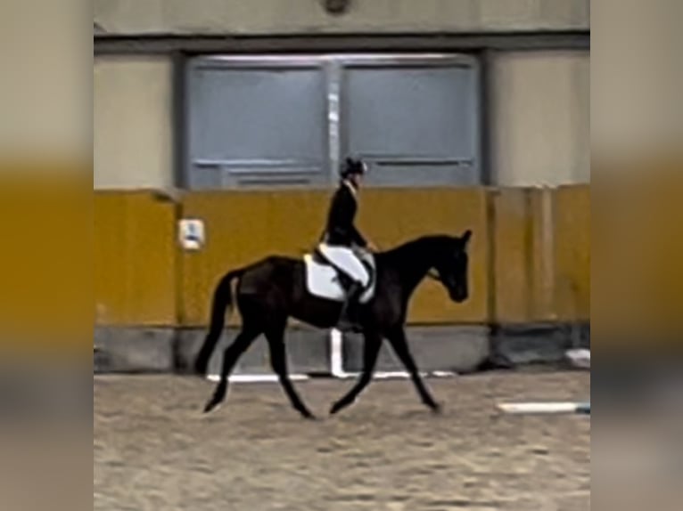 Warmblood checo Caballo castrado 3 años 162 cm Negro in Czech Republic