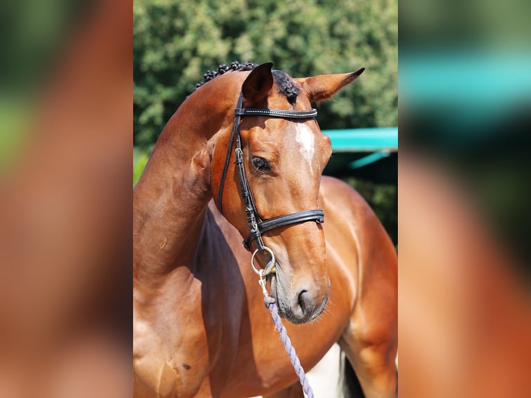 Warmblood checo Caballo castrado 3 años 170 cm Castaño rojizo in Mladá Boleslav