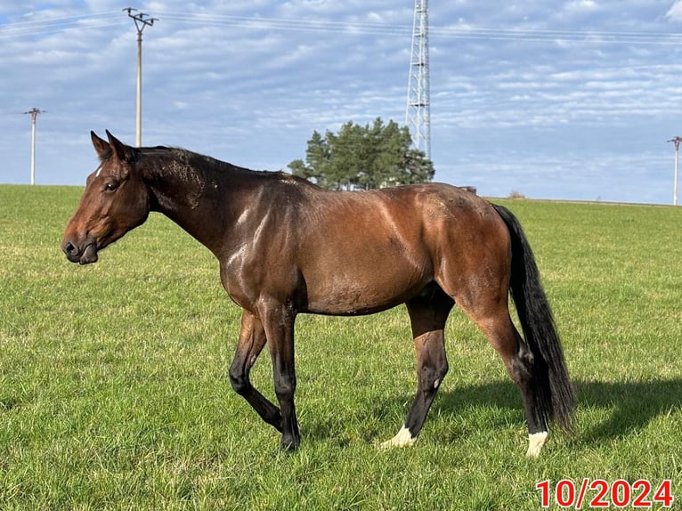 Warmblood checo Caballo castrado 3 años 173 cm Castaño oscuro in Olomouc