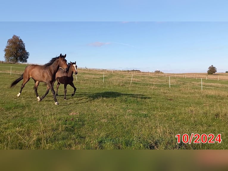 Warmblood checo Caballo castrado 3 años 173 cm Castaño oscuro in Olomouc