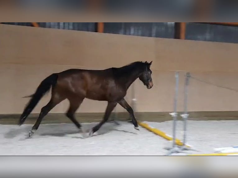 Warmblood checo Caballo castrado 3 años 173 cm Castaño oscuro in Olomouc