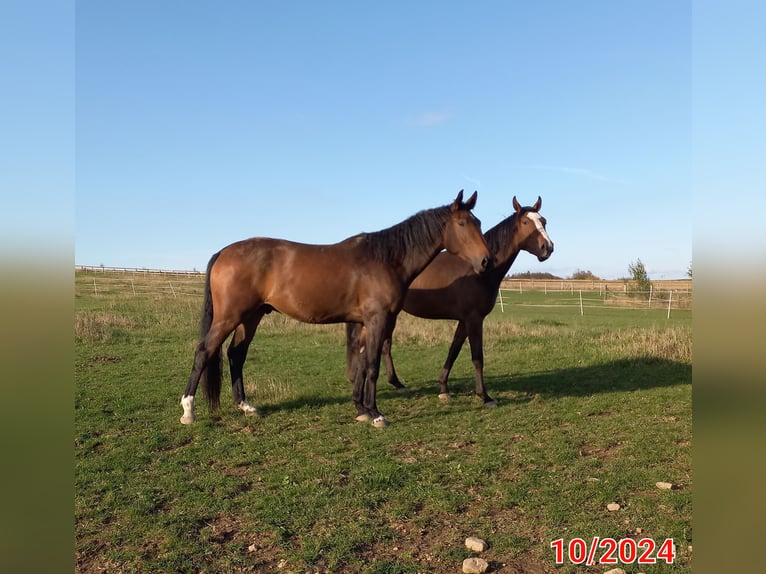 Warmblood checo Caballo castrado 3 años 173 cm Castaño oscuro in Olomouc