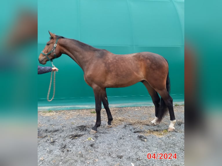 Warmblood checo Caballo castrado 3 años 173 cm Castaño oscuro in Olomouc