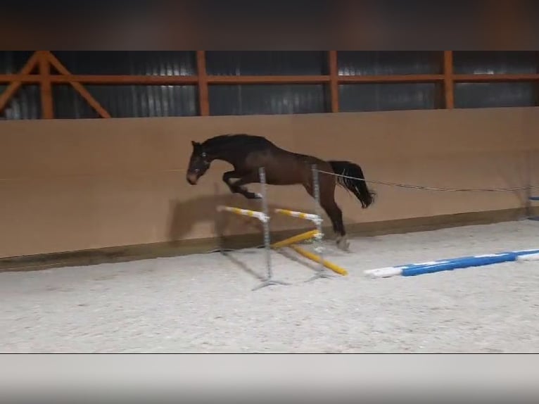 Warmblood checo Caballo castrado 3 años 173 cm Castaño oscuro in Olomouc