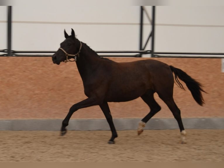 Warmblood checo Caballo castrado 3 años Negro in Czech Republic