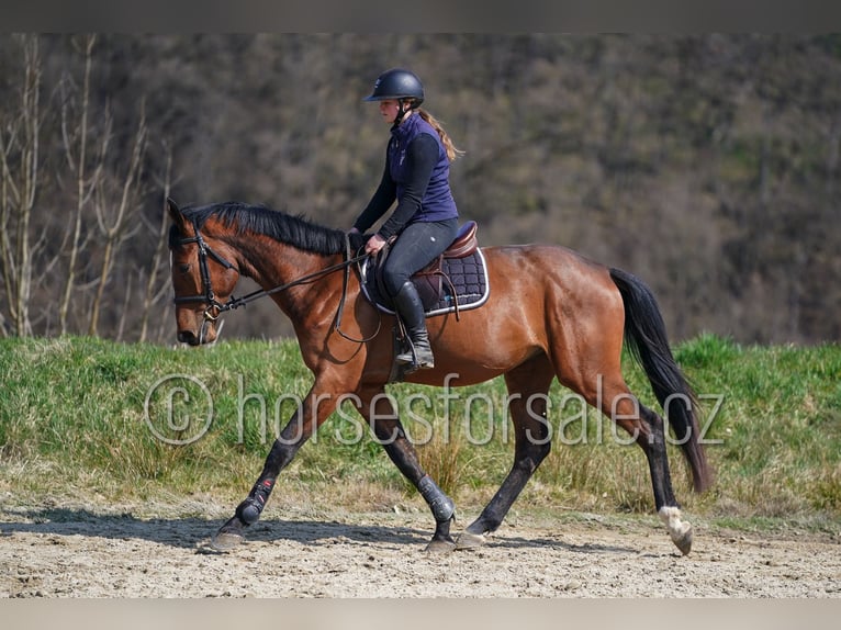 Warmblood checo Caballo castrado 4 años 162 cm Castaño in Tyn nad Vltavou