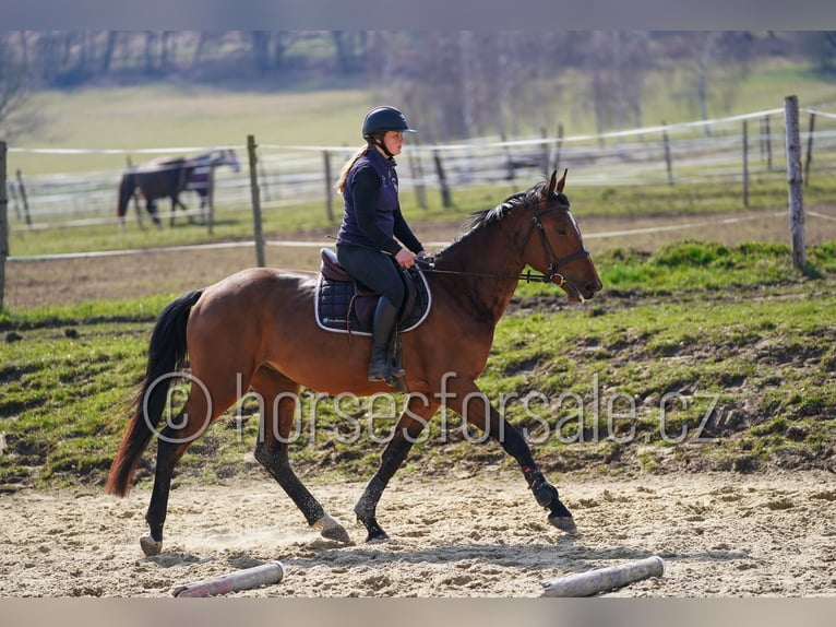 Warmblood checo Caballo castrado 4 años 162 cm Castaño in Tyn nad Vltavou
