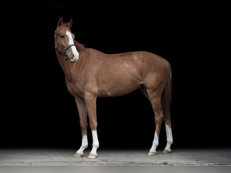 Warmblood checo Caballo castrado 4 años 164 cm Alazán-tostado in Mladá Boleslav