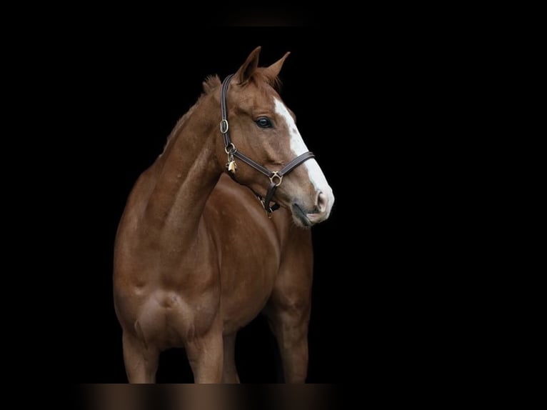 Warmblood checo Caballo castrado 4 años 164 cm Alazán-tostado in Mladá Boleslav