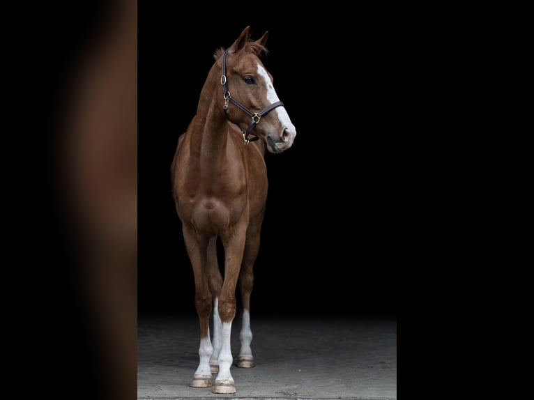 Warmblood checo Caballo castrado 4 años 164 cm Alazán-tostado in Mladá Boleslav