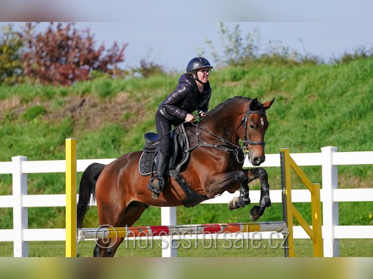 Warmblood checo Caballo castrado 4 años 164 cm Castaño in Olomouc