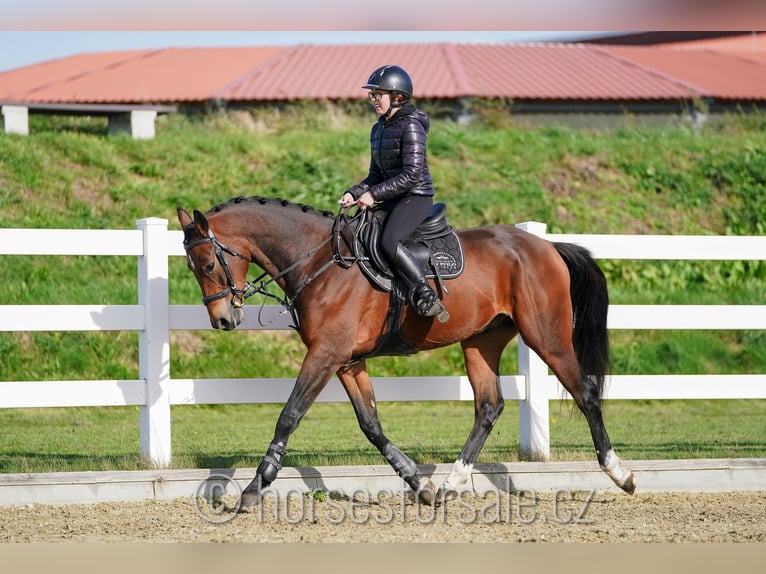 Warmblood checo Caballo castrado 4 años 164 cm Castaño in Olomouc