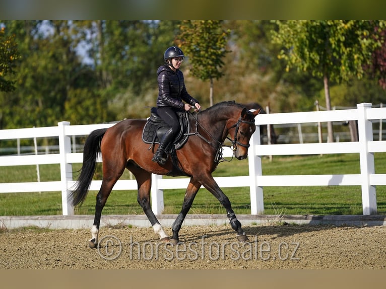 Warmblood checo Caballo castrado 4 años 164 cm Castaño in Olomouc