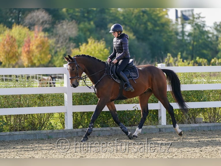 Warmblood checo Caballo castrado 4 años 164 cm Castaño in Olomouc