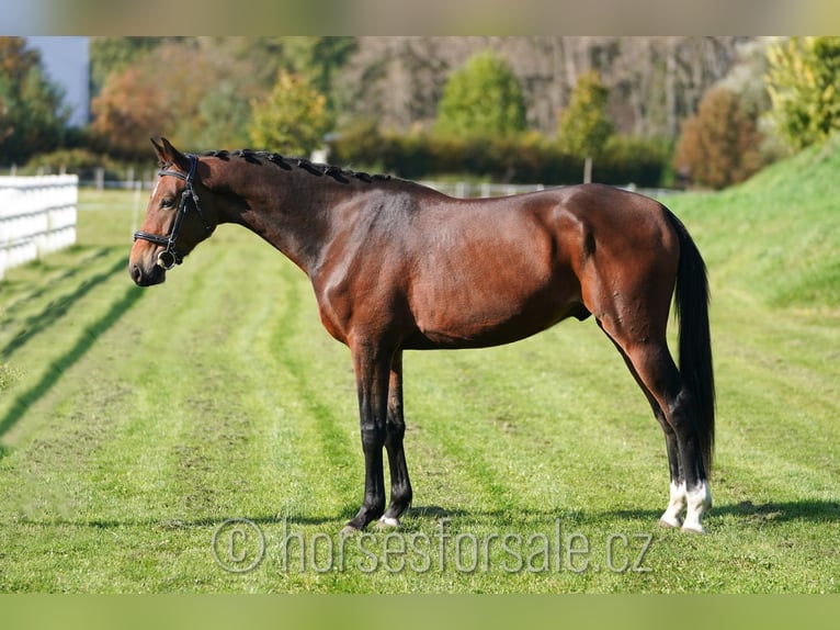 Warmblood checo Caballo castrado 4 años 164 cm Castaño in Olomouc