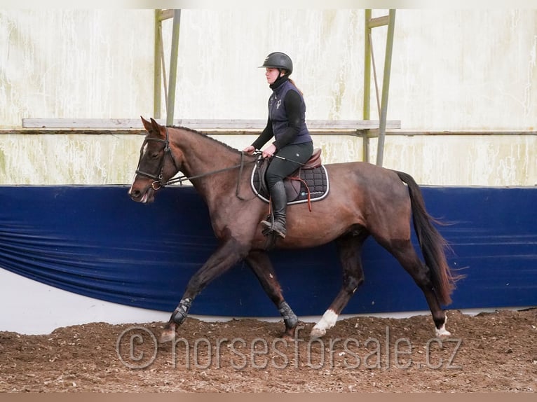 Warmblood checo Caballo castrado 4 años 165 cm Alazán-tostado in Tyn nad Vltavou
