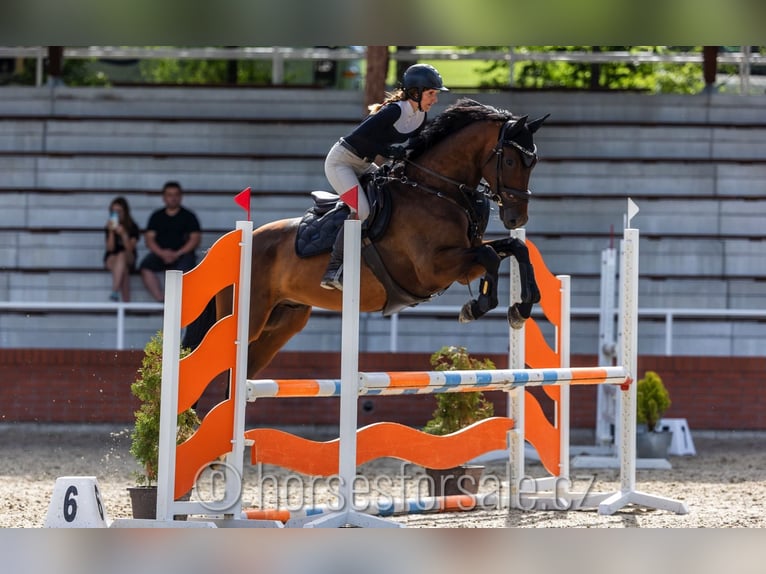 Warmblood checo Caballo castrado 4 años 167 cm Castaño in Strakonice