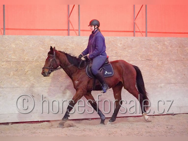 Warmblood checo Caballo castrado 4 años 167 cm Castaño in Tyn nad Vltavou