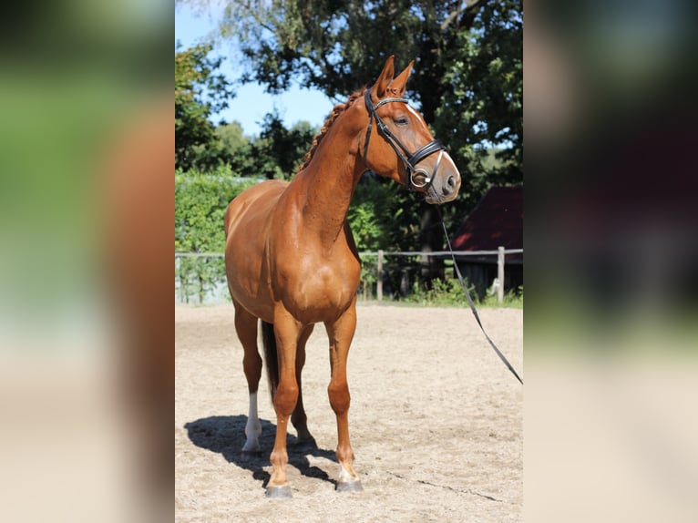 Warmblood checo Caballo castrado 4 años 168 cm Alazán in Protivin