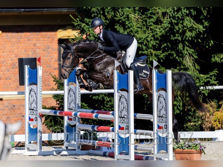 Warmblood checo Caballo castrado 4 años 170 cm Castaño oscuro in Pisek