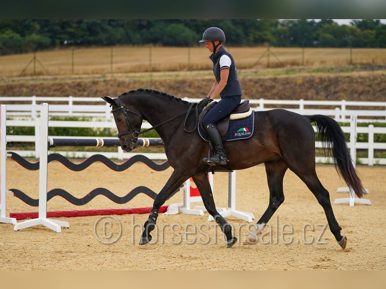 Warmblood checo Caballo castrado 4 años 170 cm Castaño oscuro in Pisek