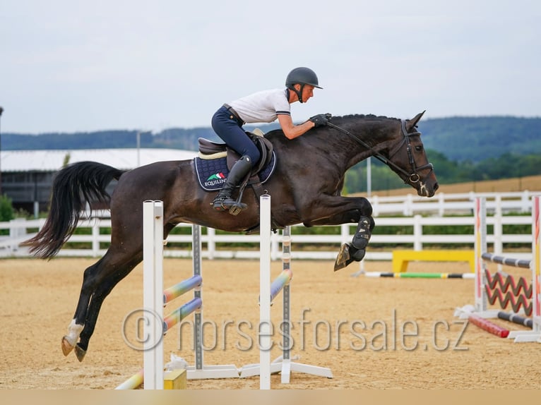 Warmblood checo Caballo castrado 4 años 170 cm Castaño oscuro in Pisek