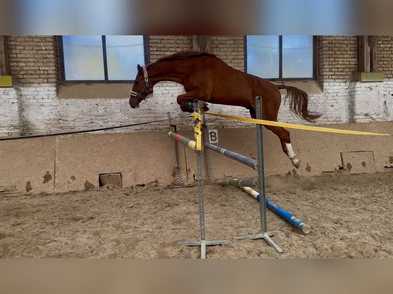 Warmblood checo Caballo castrado 4 años 172 cm Alazán in Brniště
