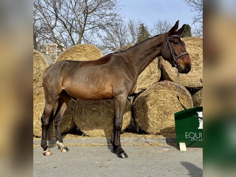 Warmblood checo Caballo castrado 4 años 172 cm Castaño rojizo in Prague