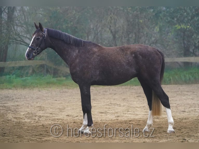 Warmblood checo Caballo castrado 4 años 175 cm Castaño in Prag Region