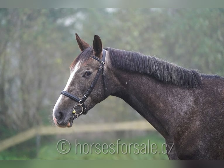 Warmblood checo Caballo castrado 4 años 175 cm Castaño in Prag Region