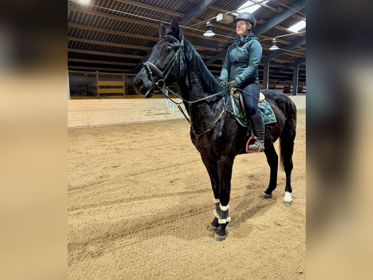 Warmblood checo Caballo castrado 4 años 178 cm Negro in Pelmberg