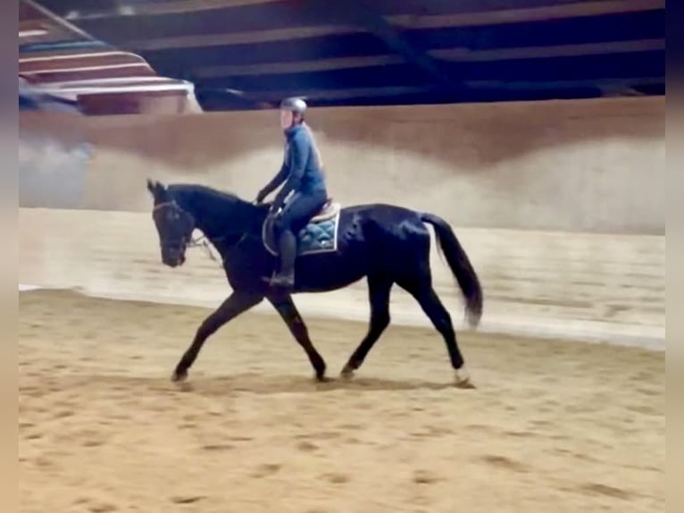 Warmblood checo Caballo castrado 4 años 178 cm Negro in Pelmberg