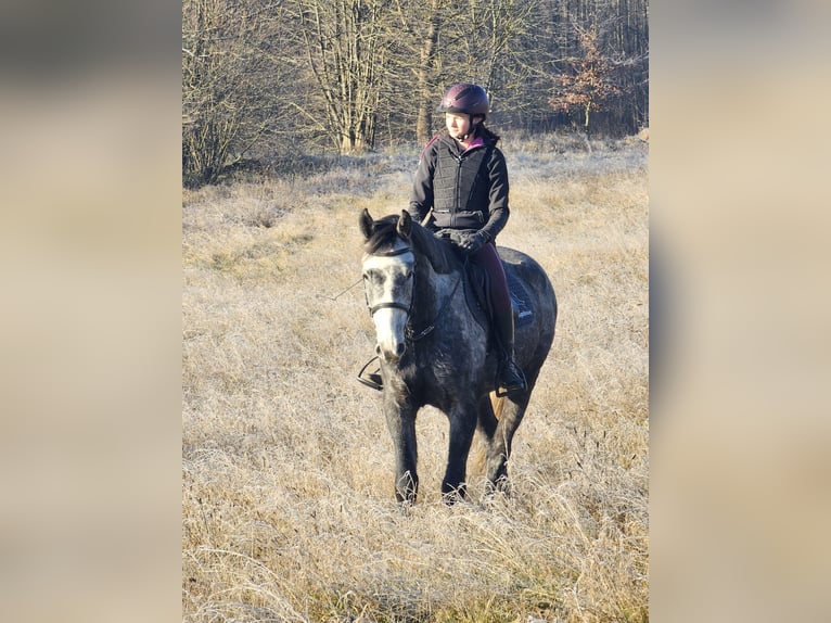 Warmblood checo Caballo castrado 5 años 164 cm Tordo rodado in Traidendorf