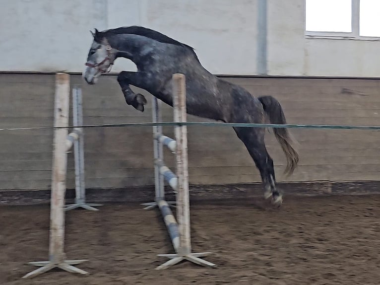 Warmblood checo Caballo castrado 5 años 164 cm Tordo rodado in Traidendorf