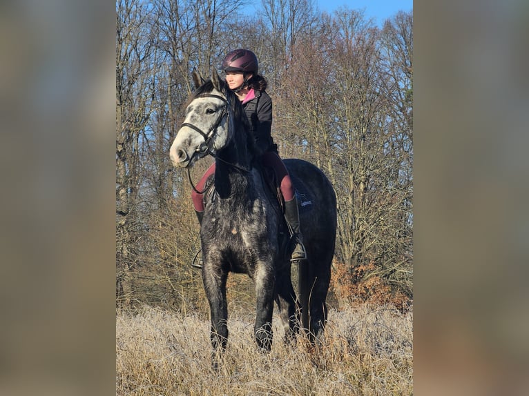 Warmblood checo Caballo castrado 5 años 164 cm Tordo rodado in Traidendorf