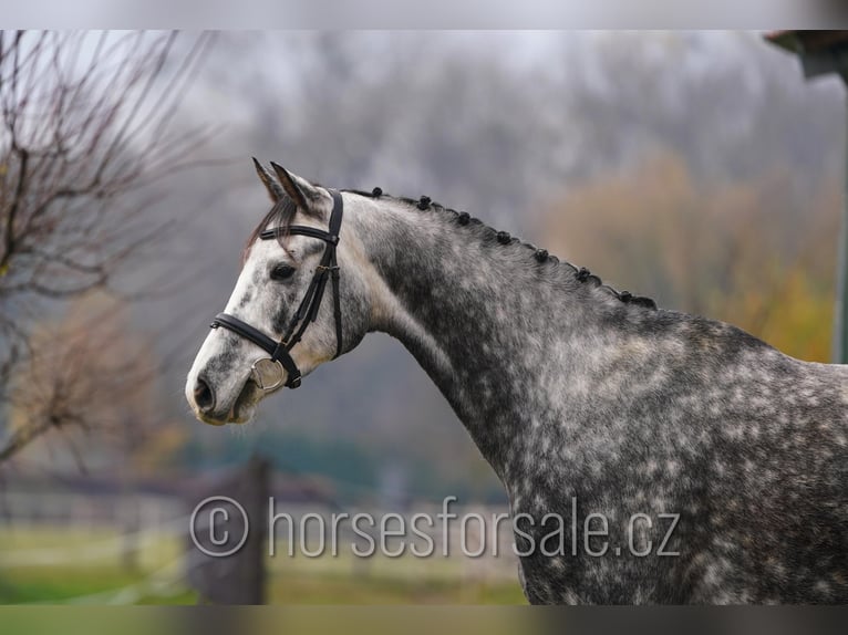 Warmblood checo Caballo castrado 5 años 165 cm Tordo in Olomouc