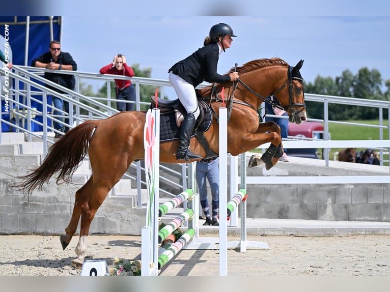 Warmblood checo Caballo castrado 5 años 168 cm Alazán-tostado in Brno