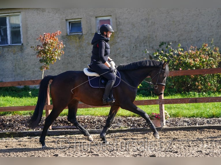 Warmblood checo Caballo castrado 5 años 171 cm Castaño oscuro in Region Prag