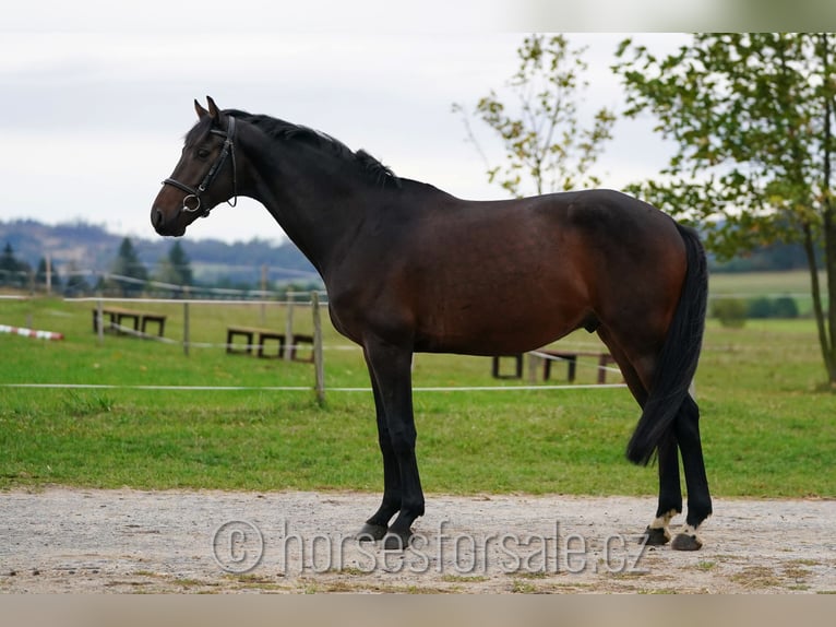 Warmblood checo Caballo castrado 5 años 171 cm Castaño oscuro in Region Prag