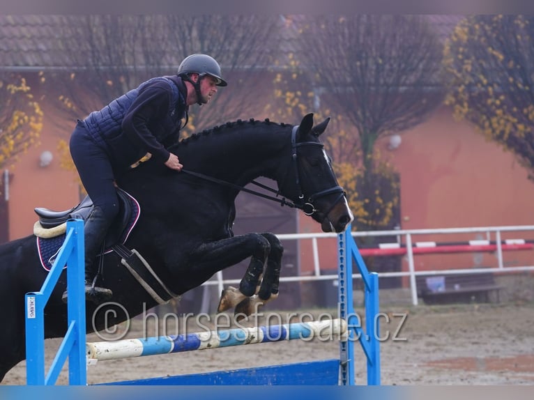 Warmblood checo Caballo castrado 5 años 172 cm Morcillo in Neratovice