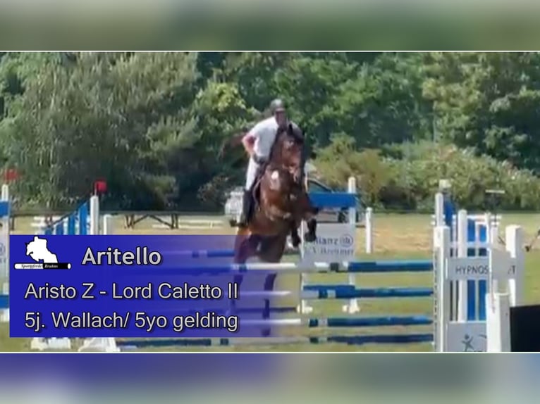 Warmblood checo Caballo castrado 5 años 173 cm Castaño oscuro in Gadow