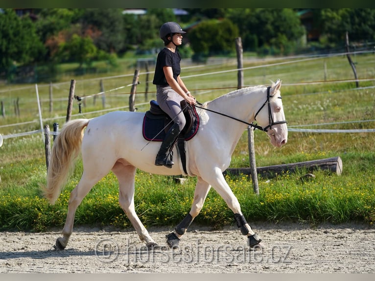 Warmblood checo Caballo castrado 6 años 161 cm Cremello in Prag