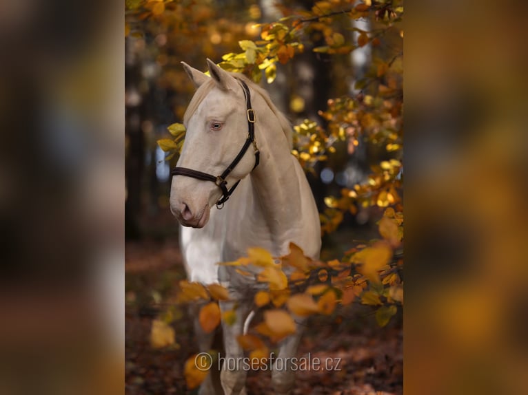 Warmblood checo Caballo castrado 6 años 161 cm Cremello in Prag