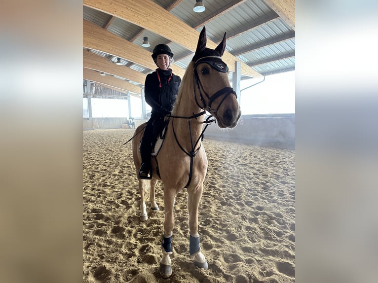 Warmblood checo Caballo castrado 6 años 164 cm Bayo in Alberndorf In Der Riedmark