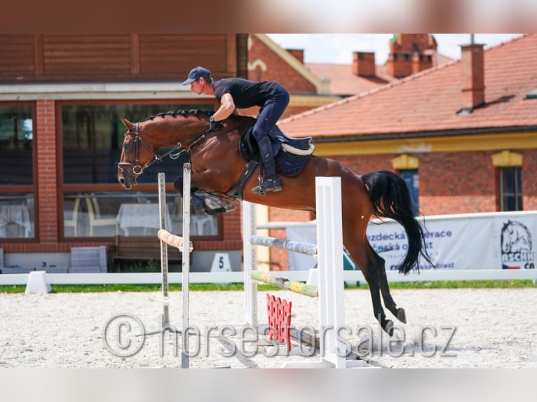 Warmblood checo Caballo castrado 6 años 165 cm Castaño in 39701