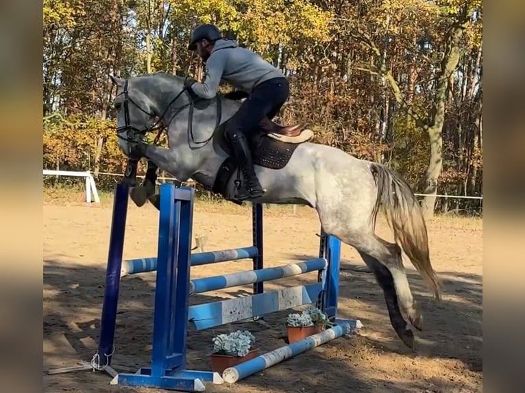 Warmblood checo Caballo castrado 6 años 165 cm Tordo in Mladá Boleslav