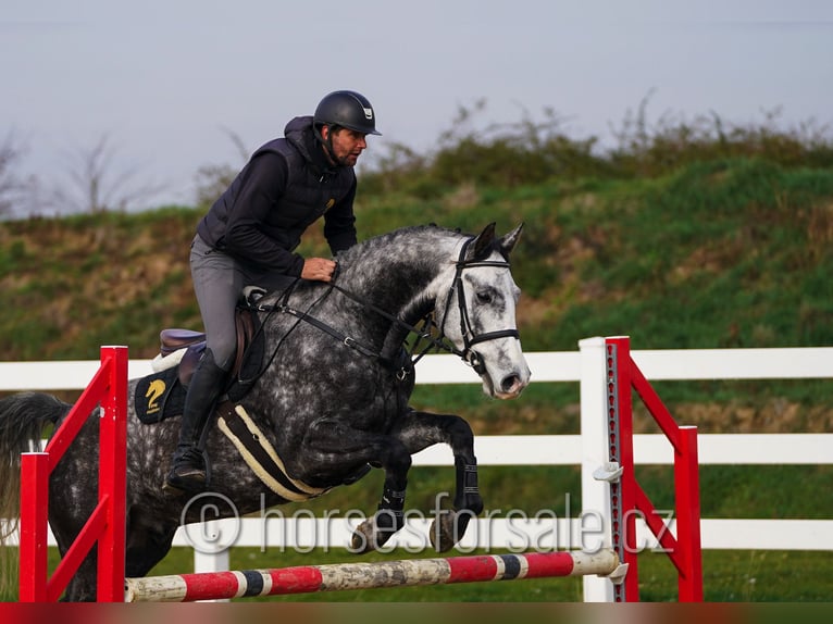 Warmblood checo Caballo castrado 6 años 165 cm Tordo in Olomouc